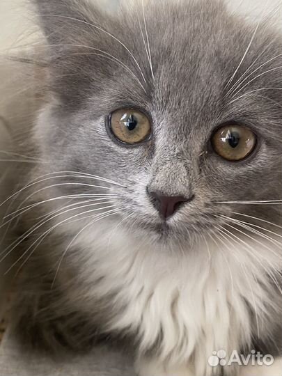 Котенок девочка ищет дом