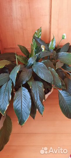 Спатифиллум