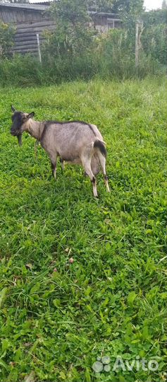 Коза нубийская