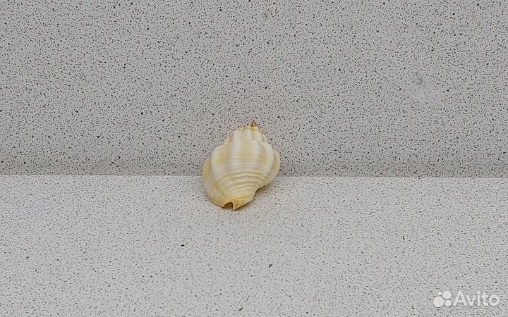 Канварус 3,8 морская ракушка раковина
