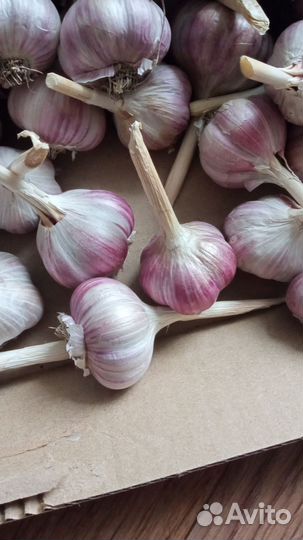 Чеснок
