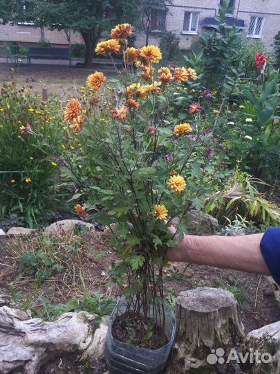 Хризантема садовая