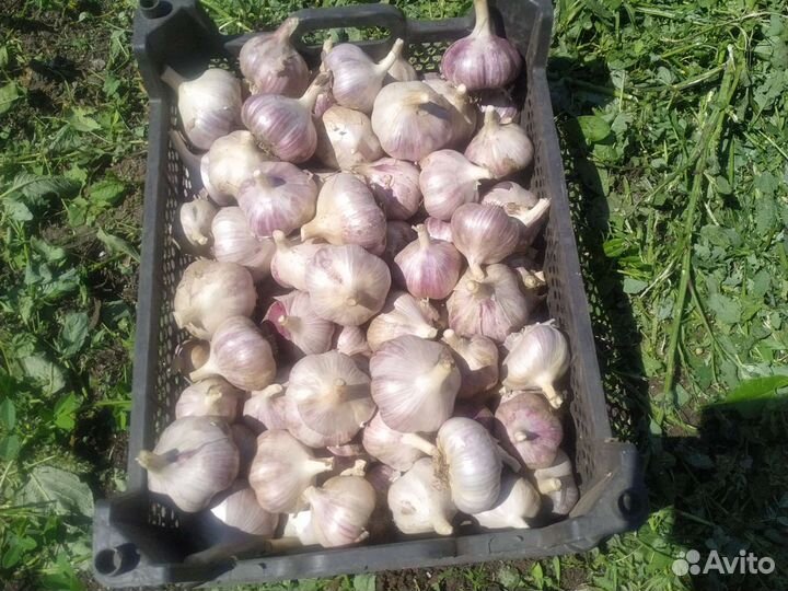 Озимый чеснок