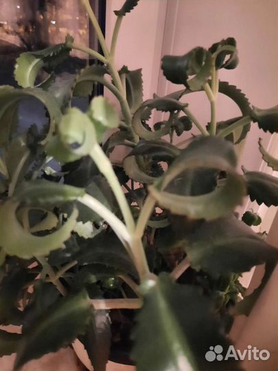 Отростки домашних растений