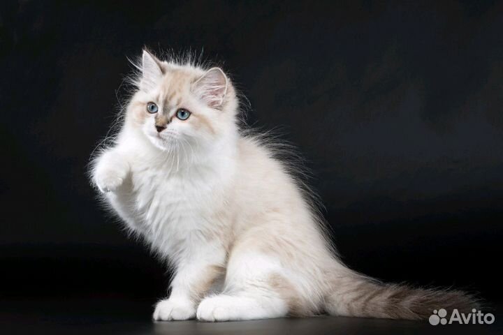 Котята невские