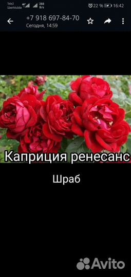 Саженцы роз шрабы