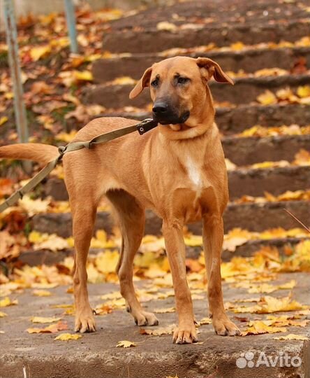 Собака Мария в хорошую семью бесплатно