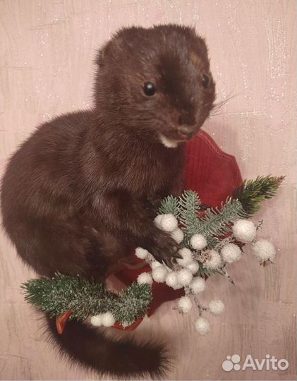 Норка чучело