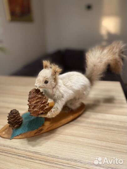 Чучело белки
