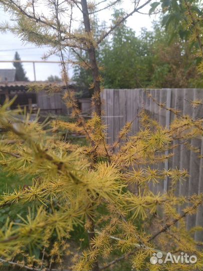 Саженцы декоративных и плодовых деревьев