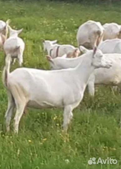 Козлушки заанонубийские