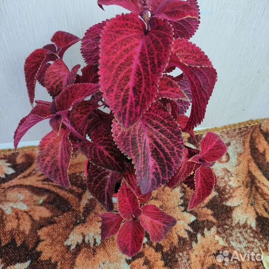 Комнатные цветы