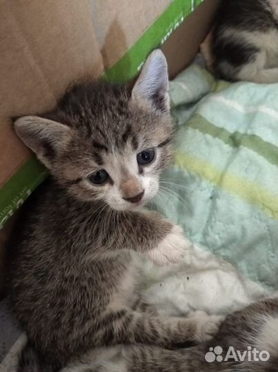 Котята в добрые руки бесплатно