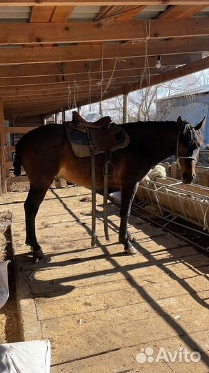 Карачаевский жеребец