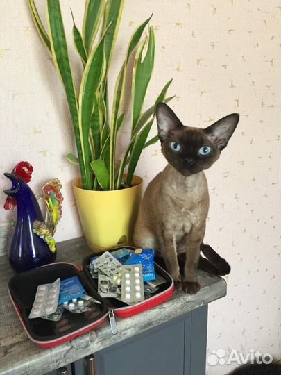 Девон-рекс кошка