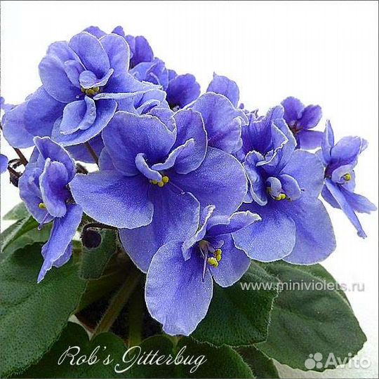 Стартера Узамбарских фиалок