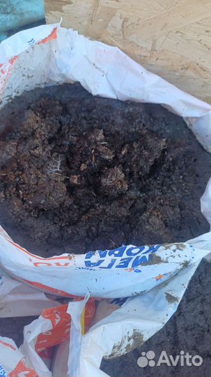 Куриный помет