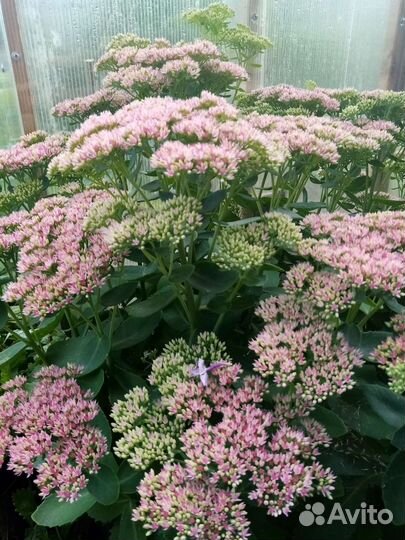 Очиток поздний