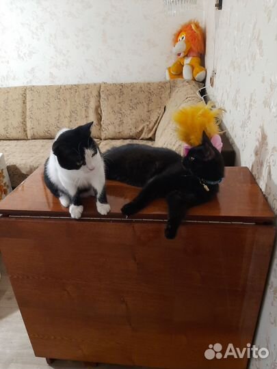 Кошечка 6- 7 месяцев