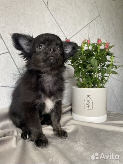 Чихуахуа девочка