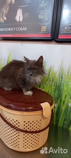 Кошка в дар