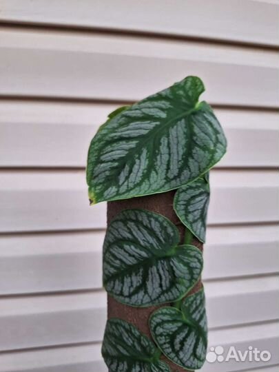 Монстера Дубиа