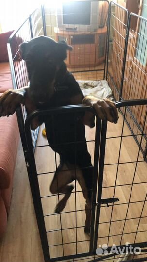 Вольер для собак в квартиру