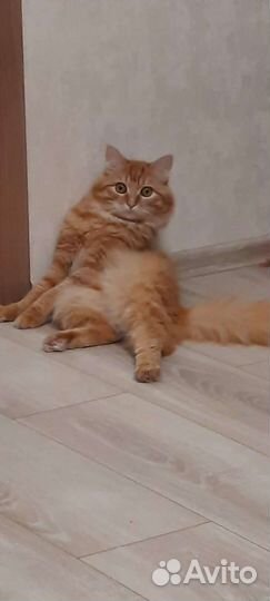 Кот - джентльмен ищет подружку