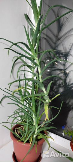 Алоэ столетник