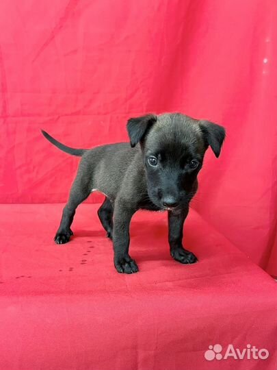 Щенок мальчик