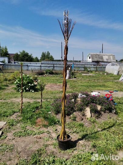 Витое дерево из ивы