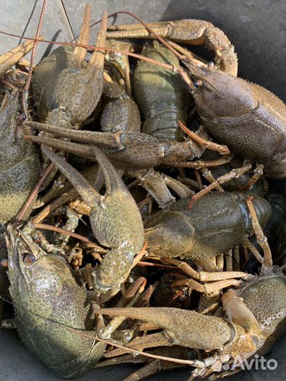 Продажа живых раков