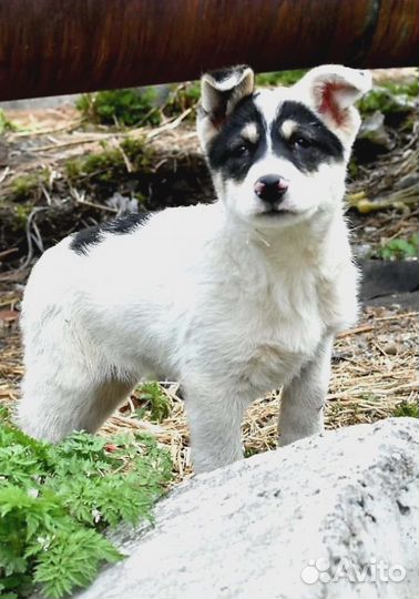 Отдам в добрые руки