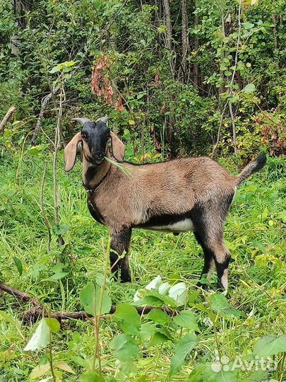Англо нубийские козлята