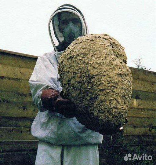 Уничтожение ос,шершней