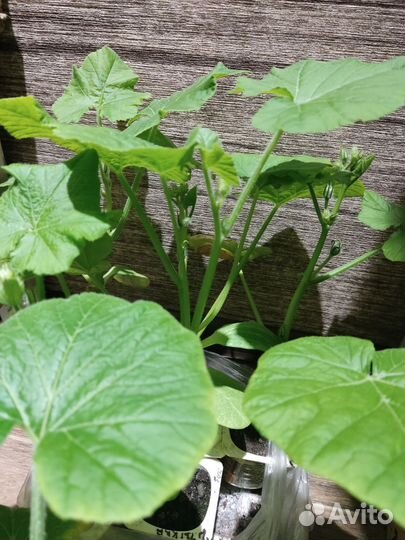 Рассада помидор, тыквы, кабачков