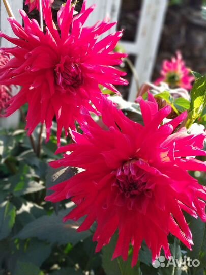 Георгины - обмен на растения