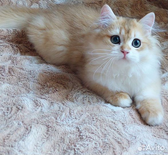 Золотые шиншиллы мальчики