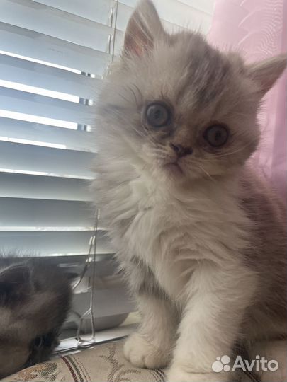 Кошка экзот