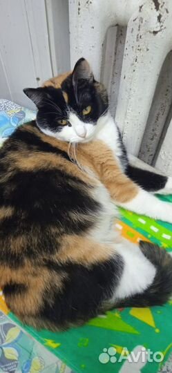 Кошка в дар