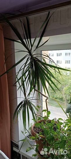 Драцена маргината