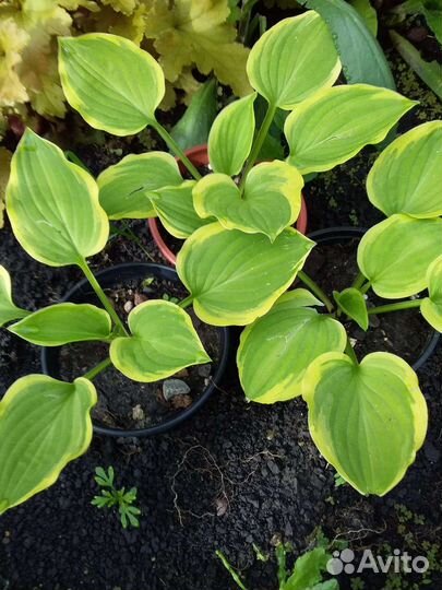 Многолетние цветы