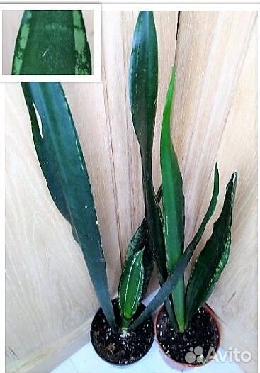 Сансевиерия сортовая и детки