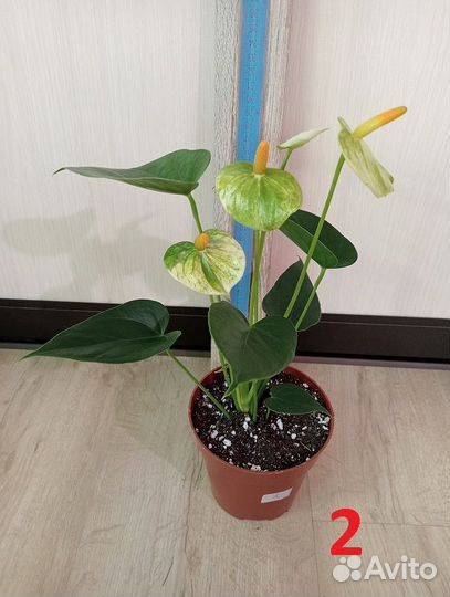 Антуриум, разные виды