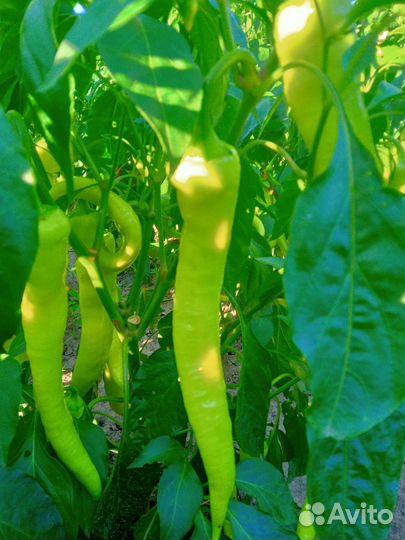 Перец цицак