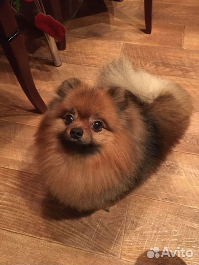 Вязка собак