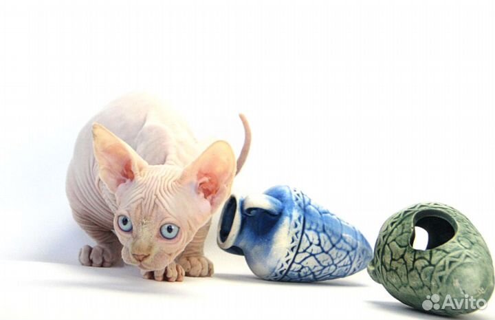 Живут на земле существа неземной красоты Барбарики