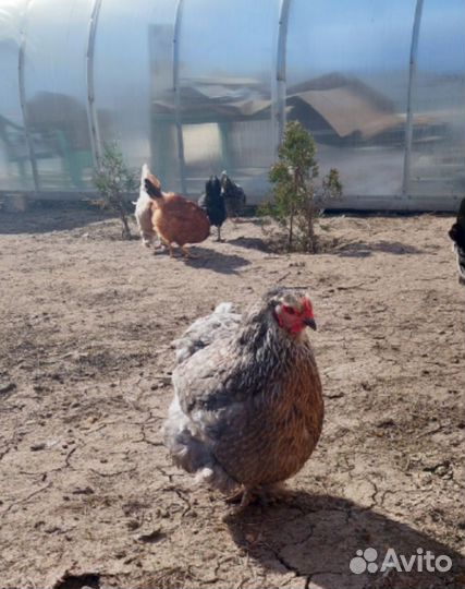 Инкубационное яйцо породистых кур