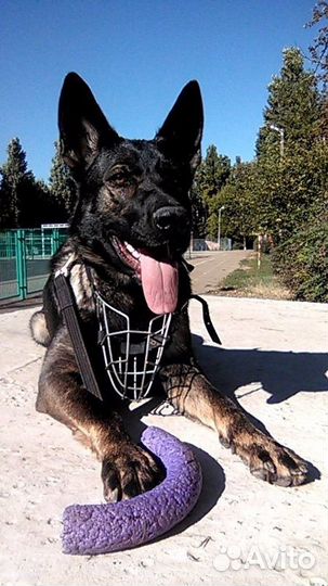 Услуги кинолога