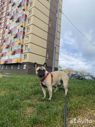 Французский бульдог кабель вязка